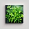 cuadro-abstracto-de-cilantro-herbs-en-leo-detallado